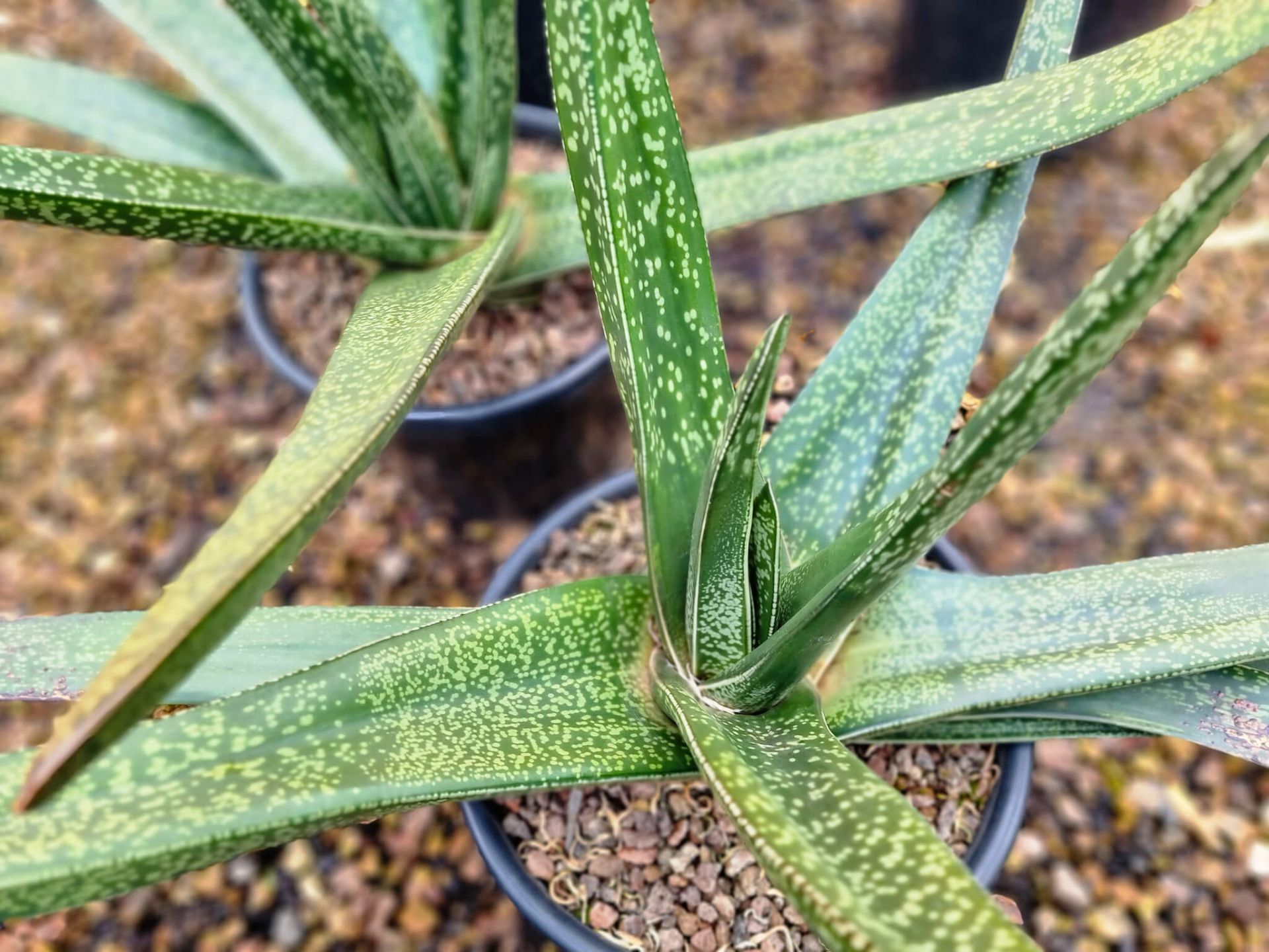 Gasteria acinacifolia | Wholesale Nursery - Nurseries in Melbourne ...