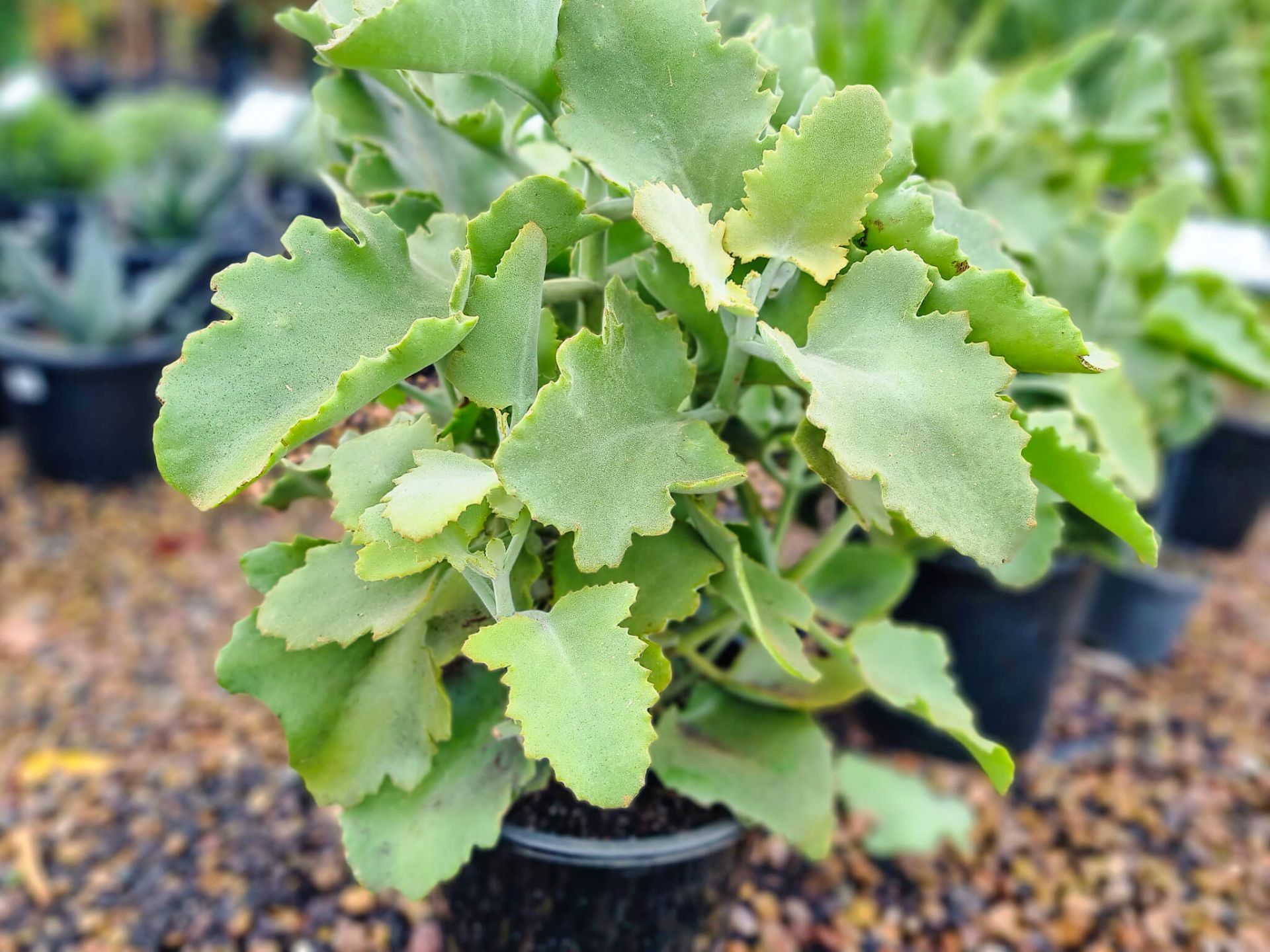 Kalanchoe beharensis Oak Leaf Wholesale Nursery Nurseries in