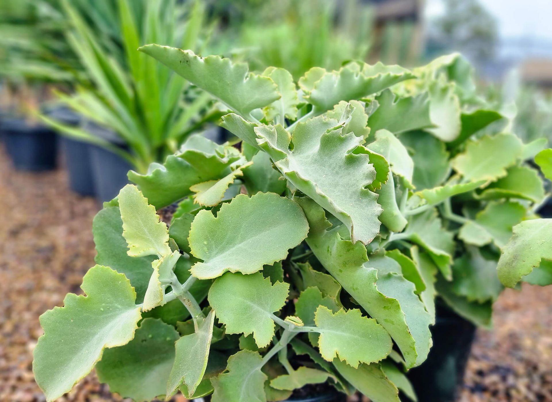 Kalanchoe beharensis Oak Leaf Wholesale Nursery Nurseries in