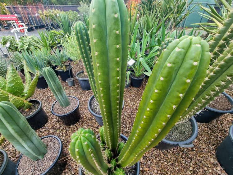 Picture of Trichocereus pachanoi