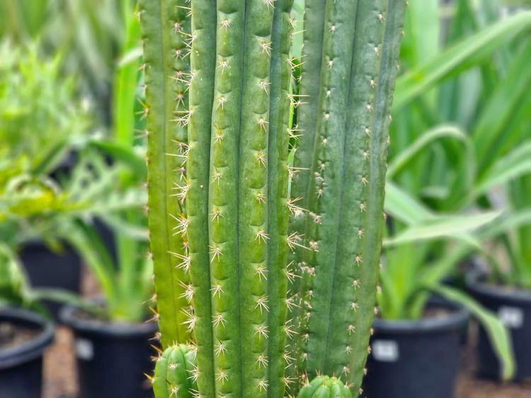 Picture of Trichocereus pachanoi