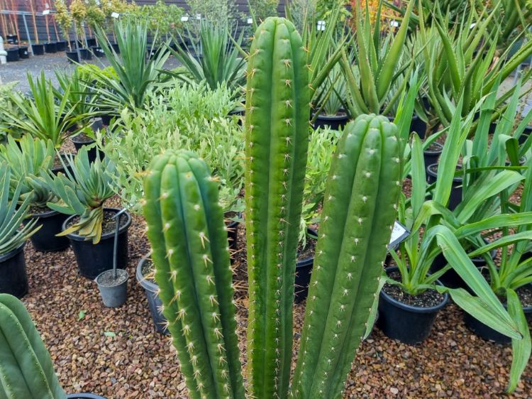 Picture of Trichocereus pachanoi
