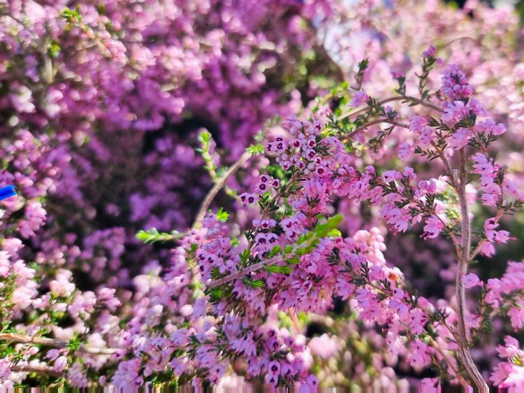 Picture of Erica hybrida Showtime