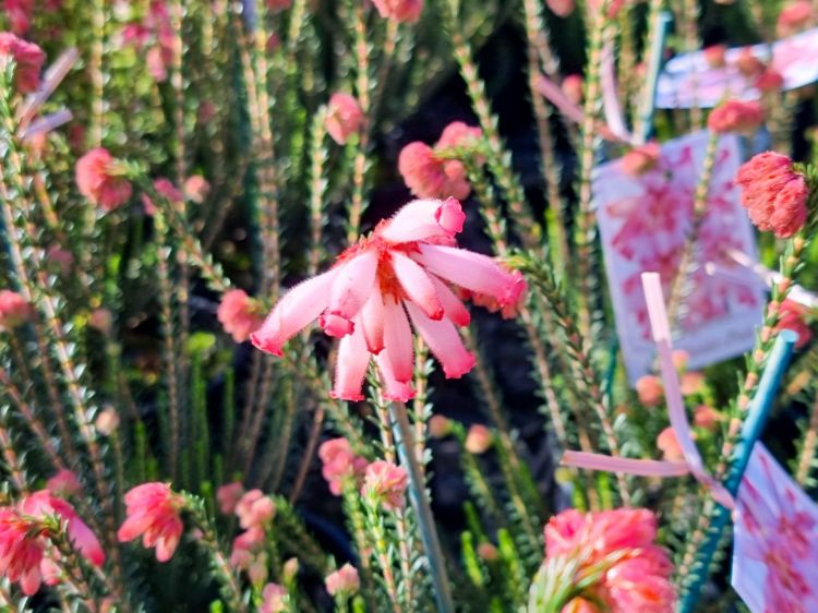 Picture of Erica cerinthoides Pink