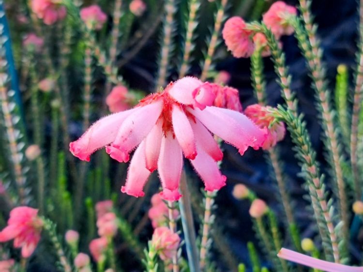 Picture of Erica cerinthoides Pink