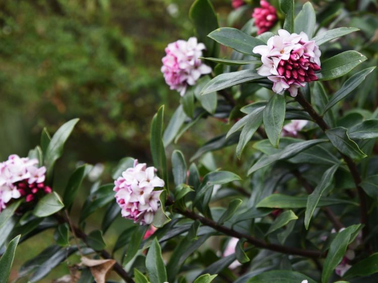 Picture of Daphne odora