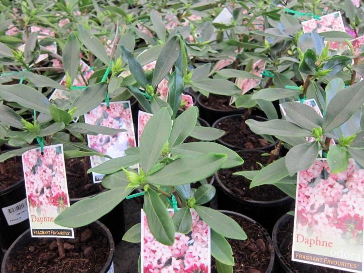 Picture of Daphne odora