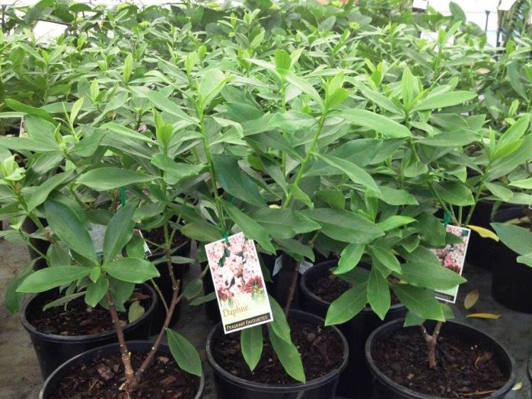 Picture of Daphne odora