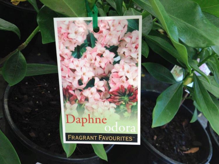 Picture of Daphne odora