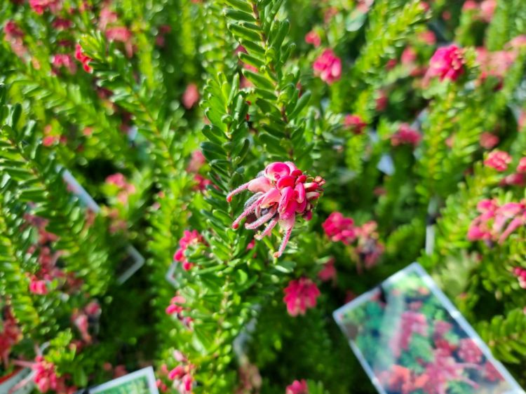 Picture of Grevillea lanigera