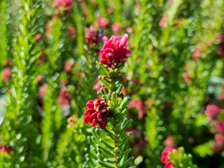 Picture of Grevillea lanigera
