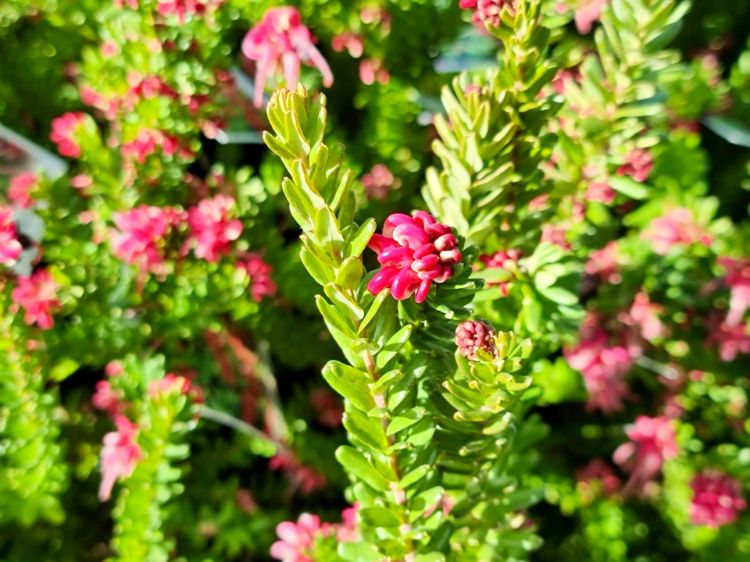 Picture of Grevillea lanigera