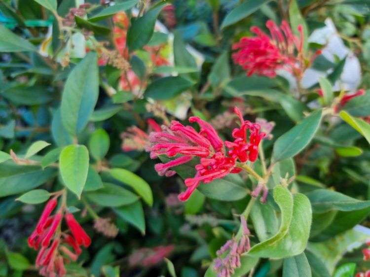 Picture of Grevillea rhyolitica Deua Flame