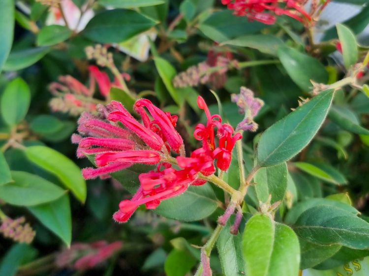 Picture of Grevillea rhyolitica Deua Flame