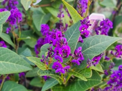 Picture of Hardenbergia violacea Regent