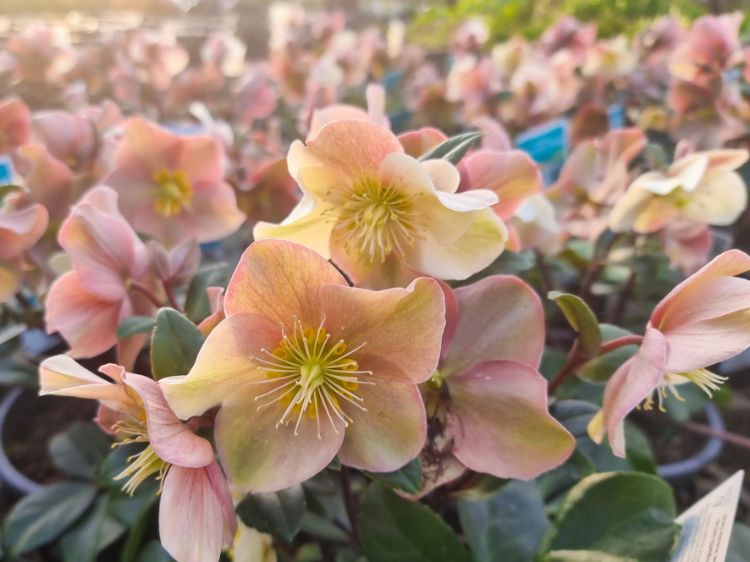 Picture of Helleborus ballardiae HGC Cinnamon Snow