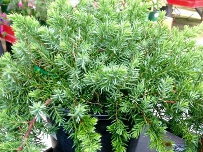 Picture of Juniperus taxifolia Lutchuensis