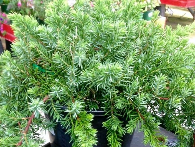 Picture of Juniperus taxifolia Lutchuensis