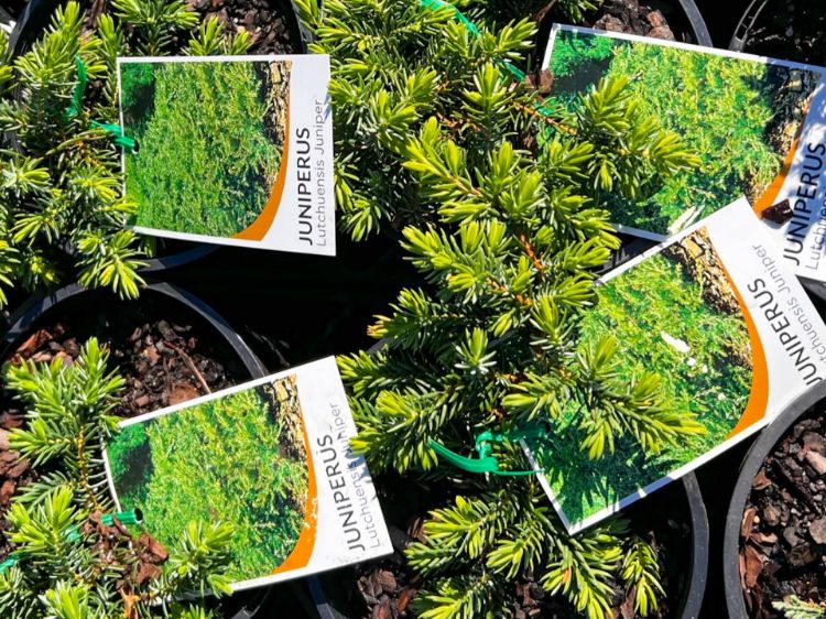 Picture of Juniperus taxifolia Lutchuensis