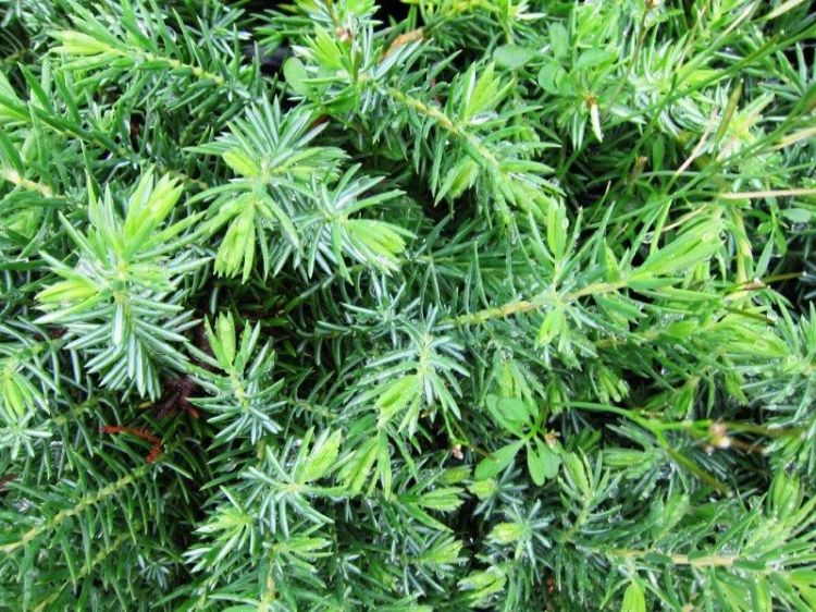 Picture of Juniperus taxifolia Lutchuensis