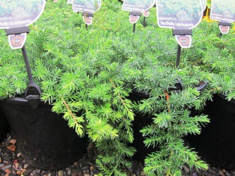 Picture of Juniperus taxifolia Lutchuensis