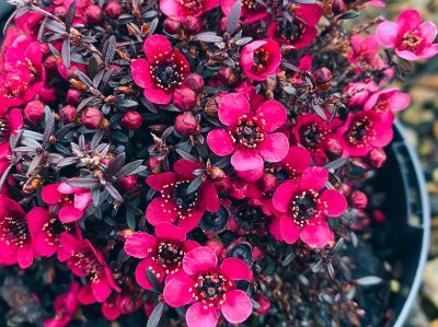 Picture of Leptospermum scoparium Nana Rubra
