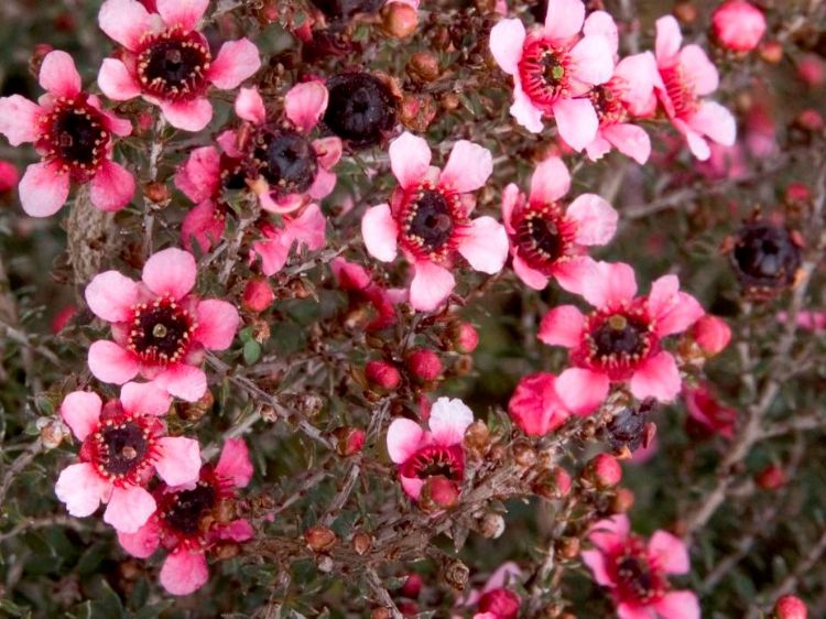 Picture of Leptospermum scoparium Nana Rubra