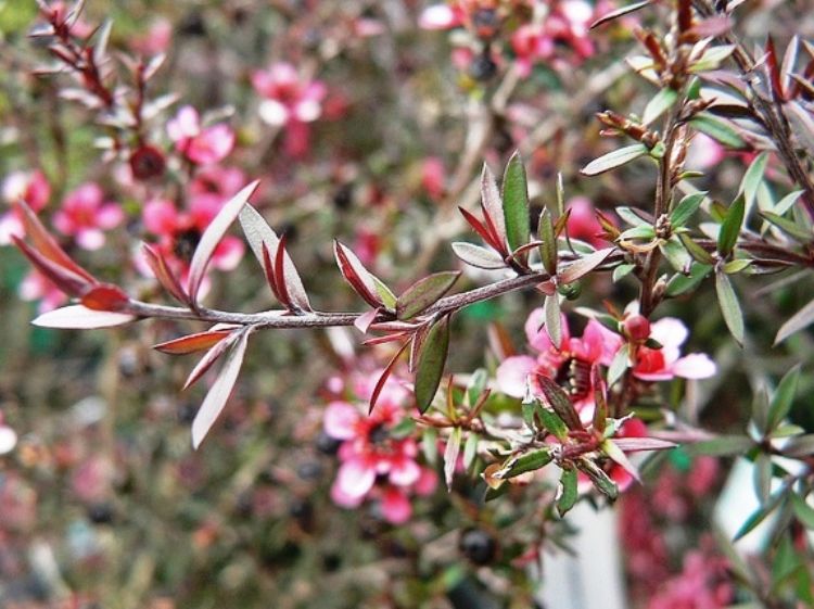 Picture of Leptospermum scoparium Nana Rubra
