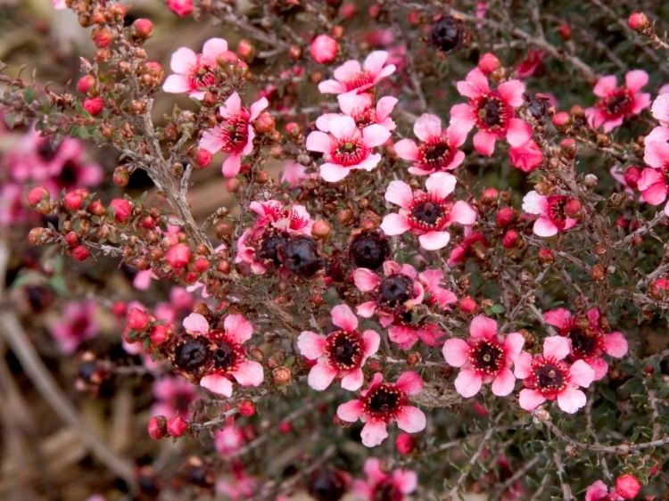 Picture of Leptospermum scoparium Nana Rubra