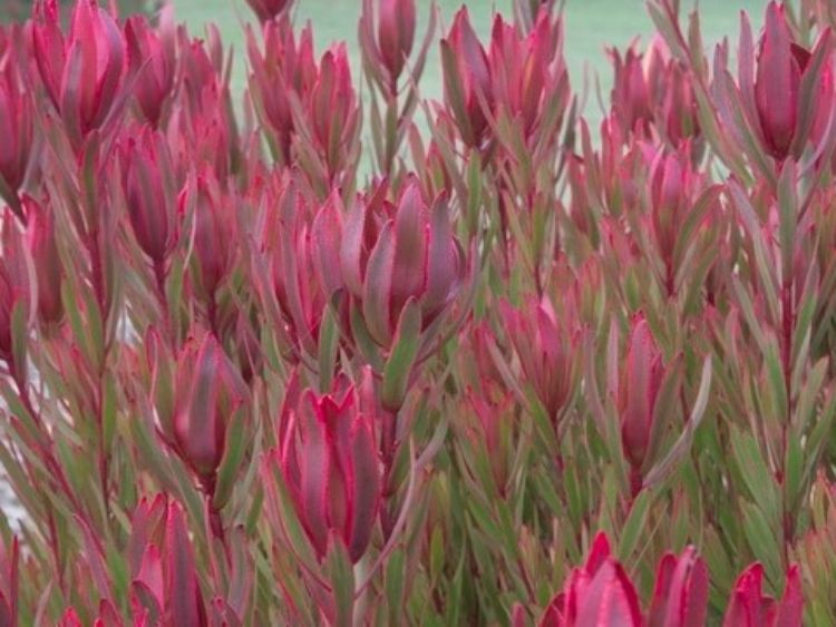 Picture of Leucadendron laureolum salignum Jolly Joker