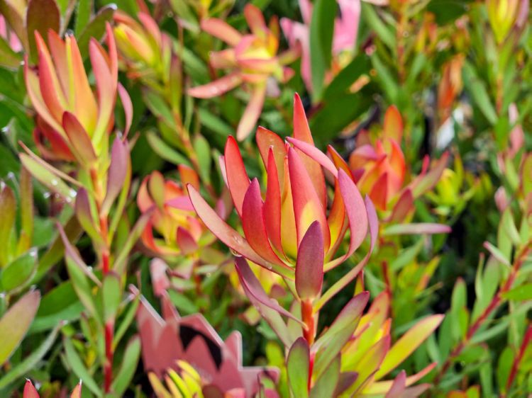 Picture of Leucadendron salignum Amy