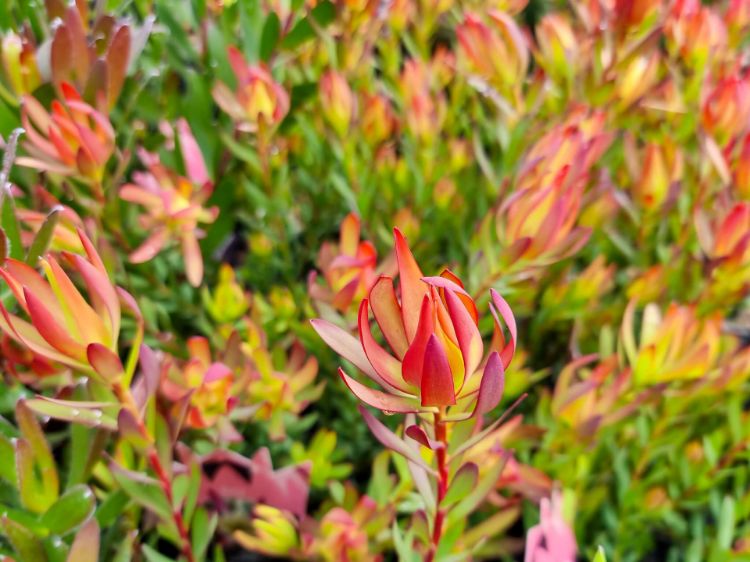 Picture of Leucadendron salignum Amy
