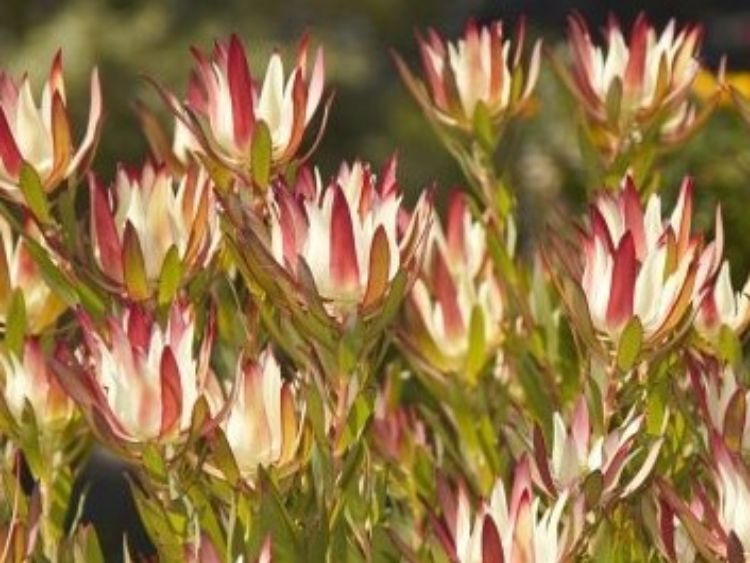 Picture of Leucadendron salignum Amy