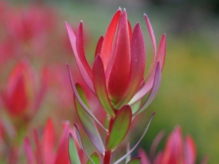 Picture of Leucadendron salignum Amy