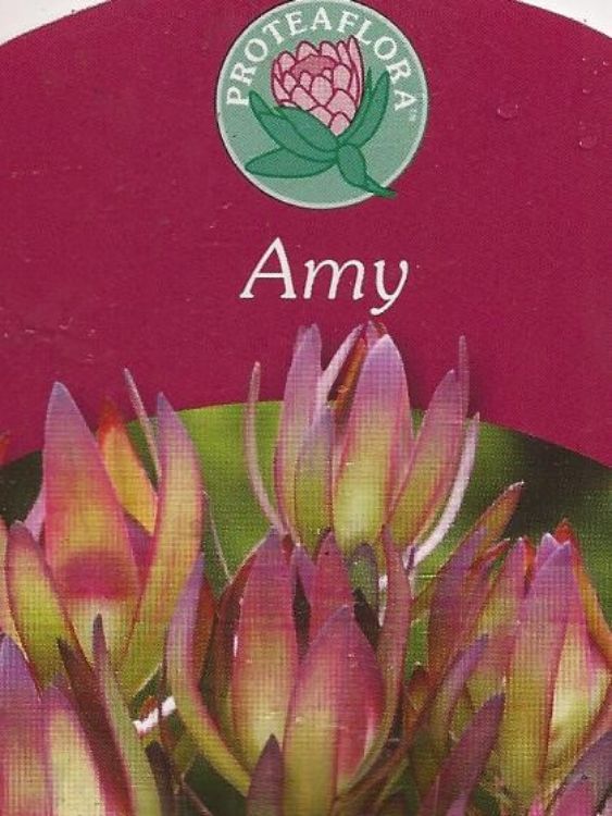 Picture of Leucadendron salignum Amy