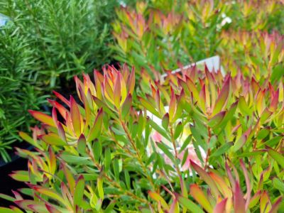 Picture of Leucadendron salignum Zoe