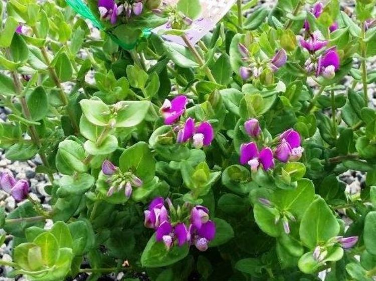 Picture of Polygala oppositifolia Little Polly