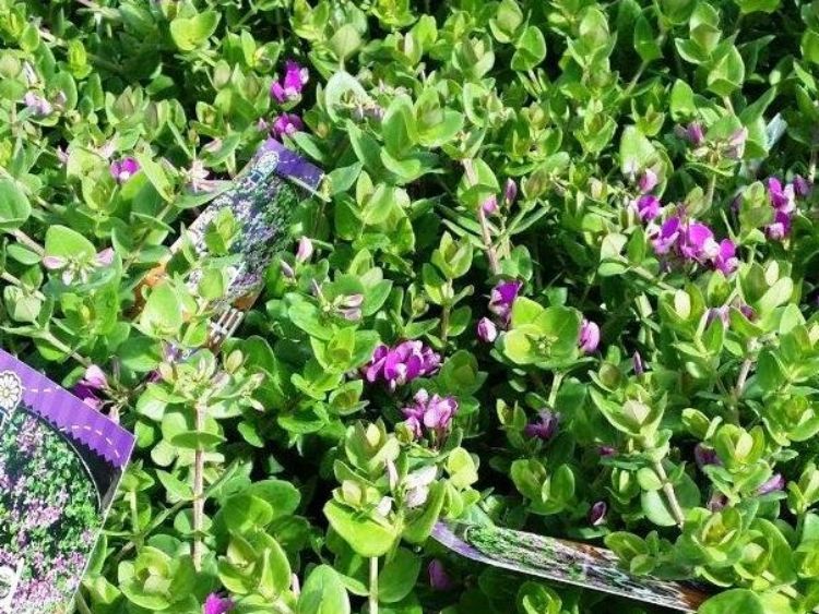 Picture of Polygala oppositifolia Little Polly