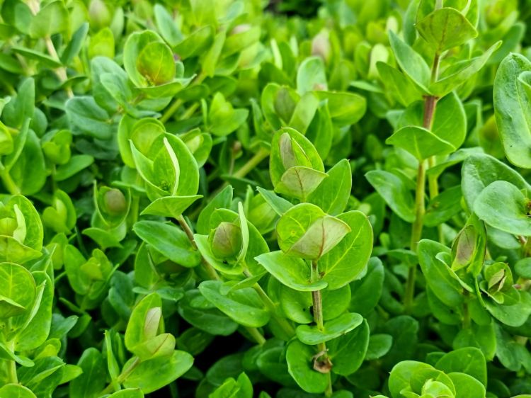 Picture of Polygala oppositifolia Little Polly