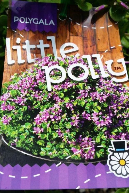 Picture of Polygala oppositifolia Little Polly