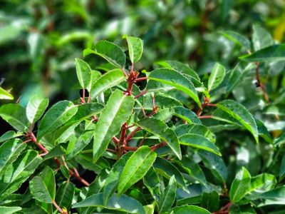 Picture of Prunus lusitanica