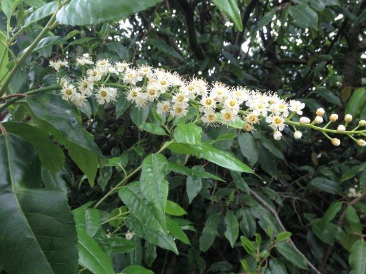 Picture of Prunus lusitanica