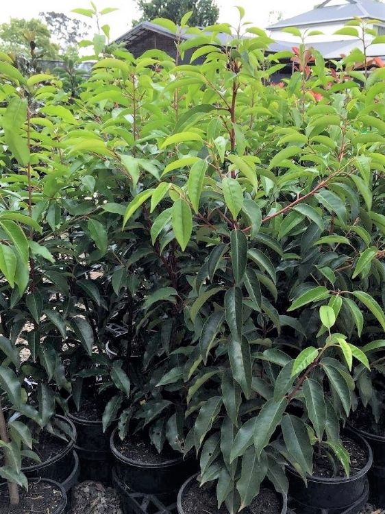 Picture of Prunus lusitanica