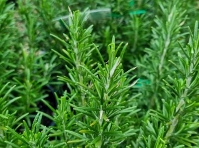 Picture of Rosmarinus officinalis