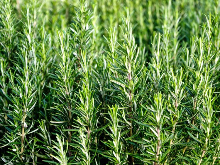 Picture of Rosmarinus officinalis