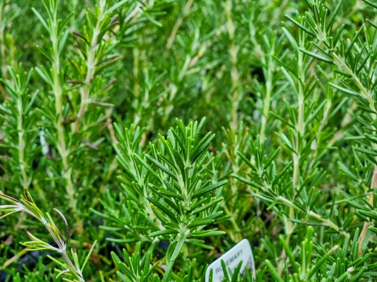 Picture of Rosmarinus officinalis Blue Lagoon