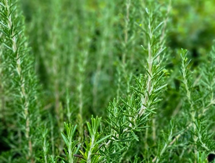 Picture of Rosmarinus officinalis Blue Lagoon