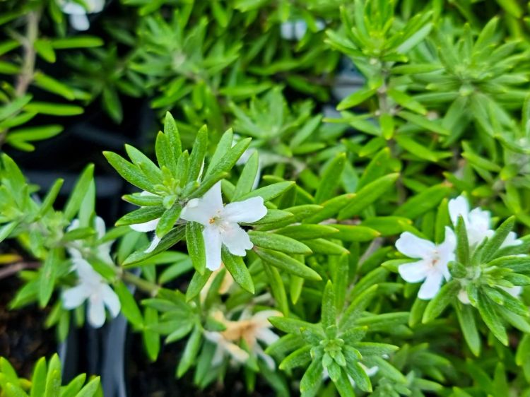 Westringia fruticosa Low Horizon PBR. Common name - Native Rosemary, Coastal Rosemary, Coast Rosemary, WES06
