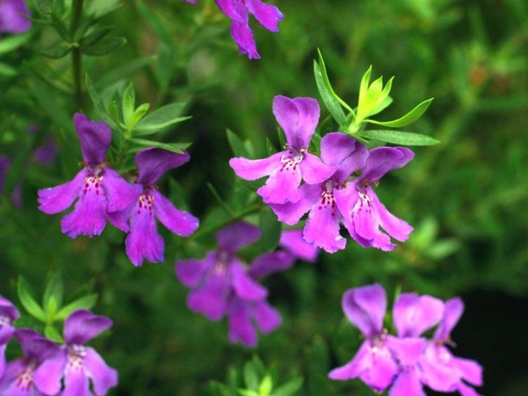 Picture of Westringia hybrida Deep Purple PBR