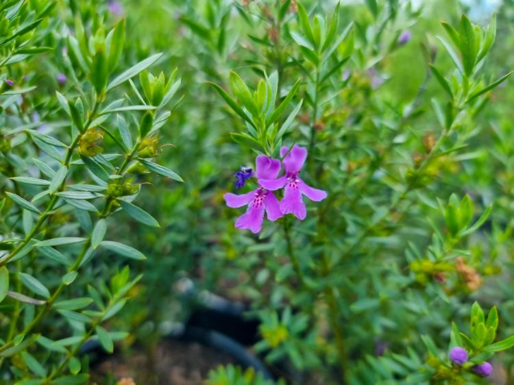 Picture of Westringia hybrida Deep Purple PBR